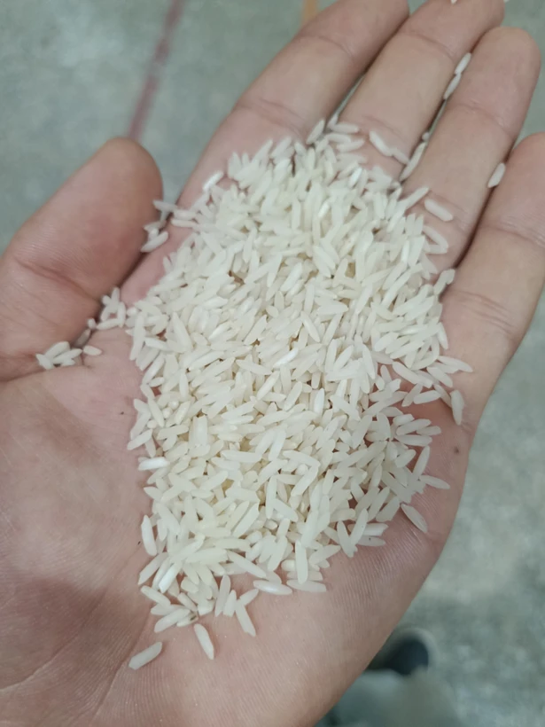 برنج فجر
